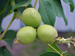 ​Жаңғақ ағашын қарт кісі отырғызса жемісі мол болады