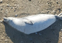 Каспий жағалауынан табылған итбалық өлекселерінің саны күрт өсті