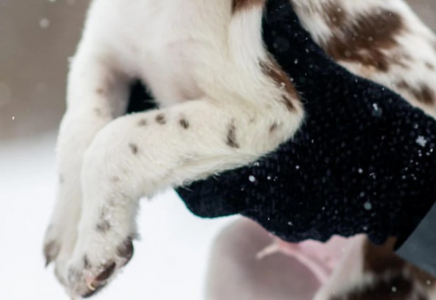 Өскеменде ер адам бесінші қабаттан күшікті лақтырып жіберді