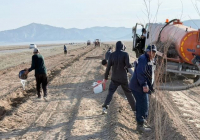 ТҮРКІСТАН: Созақтағы «Жасыл белдеу» 3 шақырымға ұлғайды