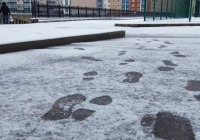 Жеке детективтер үшін лицензия енгізілуі мүмкін