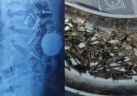 Өзбекстанда күйзелісте жүрген ер адам 200 грамм шеге жұтып қойған