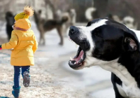 Бұралқы иттерге қарсы күрес: Қазақстан халықаралық тәжірибені қалай қолданды