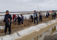ТҮРКІСТАН: Мақтааралда ауыл тұрғындары 1000 түп тұт ағашын отырғызды