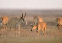 ​Батыс Қазақстанда 3 300-ге жуық киік өлексесі жойылды