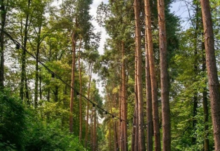 Алматының ботаникалық бағы 1 сәуірден бастап жаңа жұмыс кестесіне ауысады