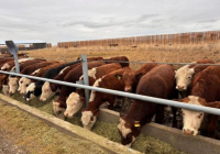 Абай облысында 5 мың бас ірі қараға арналған бордақылау алаңы іске қосылды