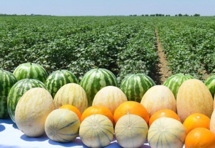 Түркістан облысы ауыл шаруашылығы өнімнің көлемі бойынша көш бастады