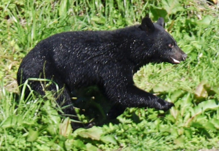 ​Жапонияның таулы аймағында аю талаған әйел қаза тапты