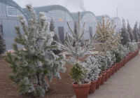 Түркістан облысында 10 гектар заманауи тұқымбақ салынып жатыр