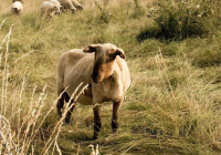 Қостанай облысында ер адам мал іздеймін деп жоғалып кетті