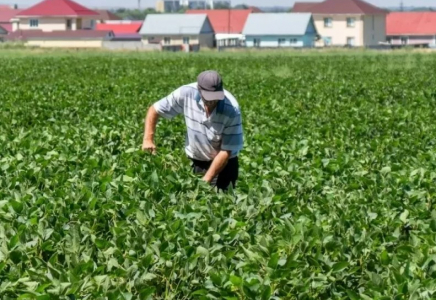 Егіс алқабында 50 мың тоннадан астам өнім жиналмай қалды