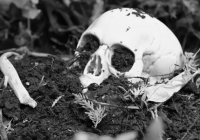 ШҚО-да аурухана құрылысы кезінде адам сүйектері табылды