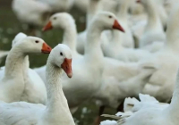 СҚО-да 7 мыңнан астам құс қырылған: тұрғындарға өтемақы төлене ме