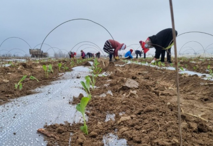  Түркістан облысында 25 гектар жерге қырыққабат егілді