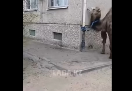 Ақтауда ер адам түйесін көпқабатты үйдің жанына байлап қойған (ВИДЕО)