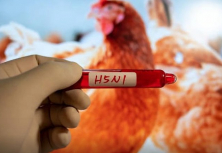 H5N1 құс тұмауы алғаш рет Австралия құрлығына жетті 