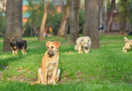 Таразда ер адам итті көлікке байлап сүйреген