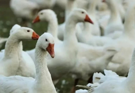 СҚО-да 7 мыңнан астам құс қырылған: тұрғындарға өтемақы төлене ме