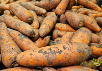 Қазақстанда сәбізді экспорттауға тыйым салынады