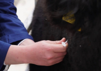 Түркістан облысында ветеринария саласы цифрландырылып жатыр