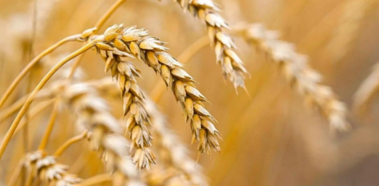 Қазақстан Тәжікстанға 1 млн тоннадан астам астық жеткізуге дайын