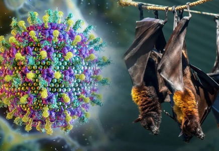 «Ол вирустан вакцина жоқ»: Қазақстан жарқанаттан жұғатын Нипах вирусына қатысты мәлімдеме таратты