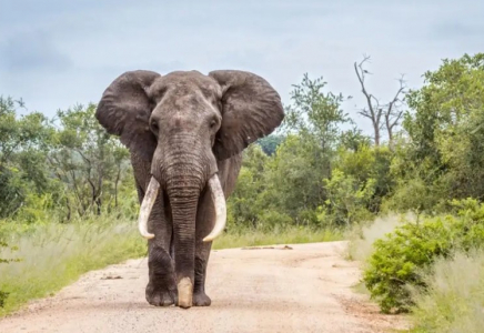 ​Таиландта жабайы пілдерге контрацептивтік вакцина егіле бастады