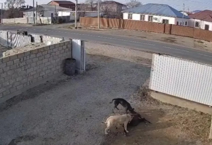 Атырауда бұралқы иттер малға шапты