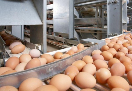 Жамбыл облысында жылына 60 млн инкубациялық жұмыртқа өндіретін кәсіпорынның құрылысы басталды