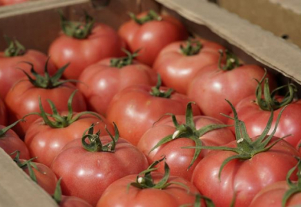 ТҮРКІСТАН: Қазығұрттағы шаруа қожалық жылына 600 тонна көкөніс өндіреді