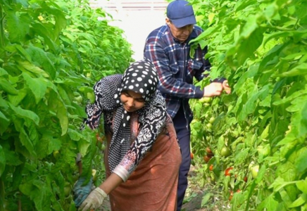 Түркістан облысында қаңтарда қызанақ пісті