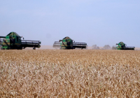 Ақмола облысы астықтың жалпы жиналымы бойынша елімізде көшбасшылар қатарына шықты