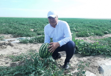 ТҮРКІСТАН: Келесте 1 200 тонна бақша өнімі экспортталды