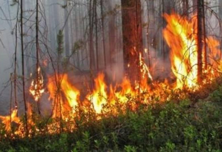 Баянауылда орман өртінен келген шығын 95 млн теңгені құрады
