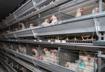 ТҮРКІСТАН: «Сарыағаш-Құс» фабрикасы өңірді отандық өніммен қамтып жатыр