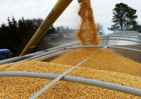 Астық пен ұн экспорты ұлғайды