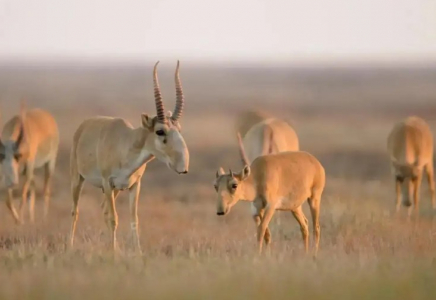 ​Батыс Қазақстанда 3 300-ге жуық киік өлексесі жойылды
