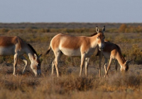 Елімізде құлан саны 4,6 мыңнан асады