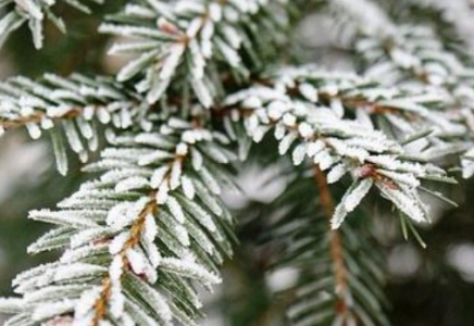 4 мамыр күні Қазақстанның бес облысында үсік жүреді