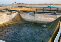 Қазақстанда аквамәдениетті дамытуға ерекше назар аударылады