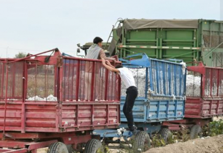 ТҮРКІСТАН: Жетісайда 106 мың тоннадан астам мақта жиналды