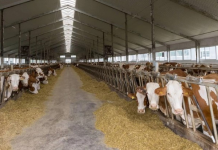 Қонаевта жылына 13 млн литр сүт өндіретін ферма салынады