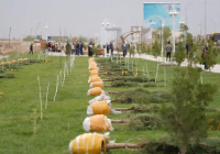 «ТАЗА ҚАЗАҚСТАН»: Түркістанда 2 мың түптен астам ағаш көшеті отырғызылды