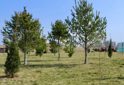 Түркістан облысында биыл 1 млн түп көшет егіледі