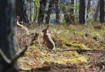 Серігін абайсызда атып жіберді: Атырауда аңшылық қайғымен аяқталды