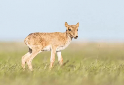 Қазақстанның солтүстігінде пойыз тұтас киік табынын қағып кетті