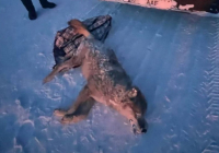 Абай облысында қасқыр атып алған ер адамға айыппұл салынды