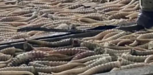 Қазақстан мен Ресей шекарасында браконьерлер ұсталды