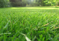 Алакөл мемлекеттік табиғи қорығында ауыл тұрғындарына шөп шабуға жер учаскелері бөлінеді